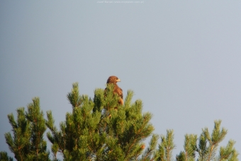 Orlik-Krzykliwy