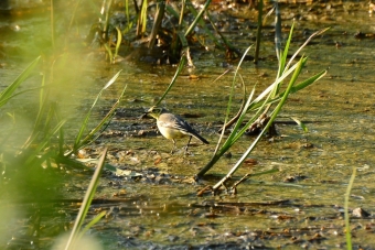 Pliszka-Cytrynowa