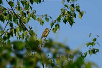 Świstunka-Leśna